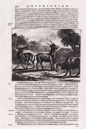 Buffalo büffel zebra africa - büffel,